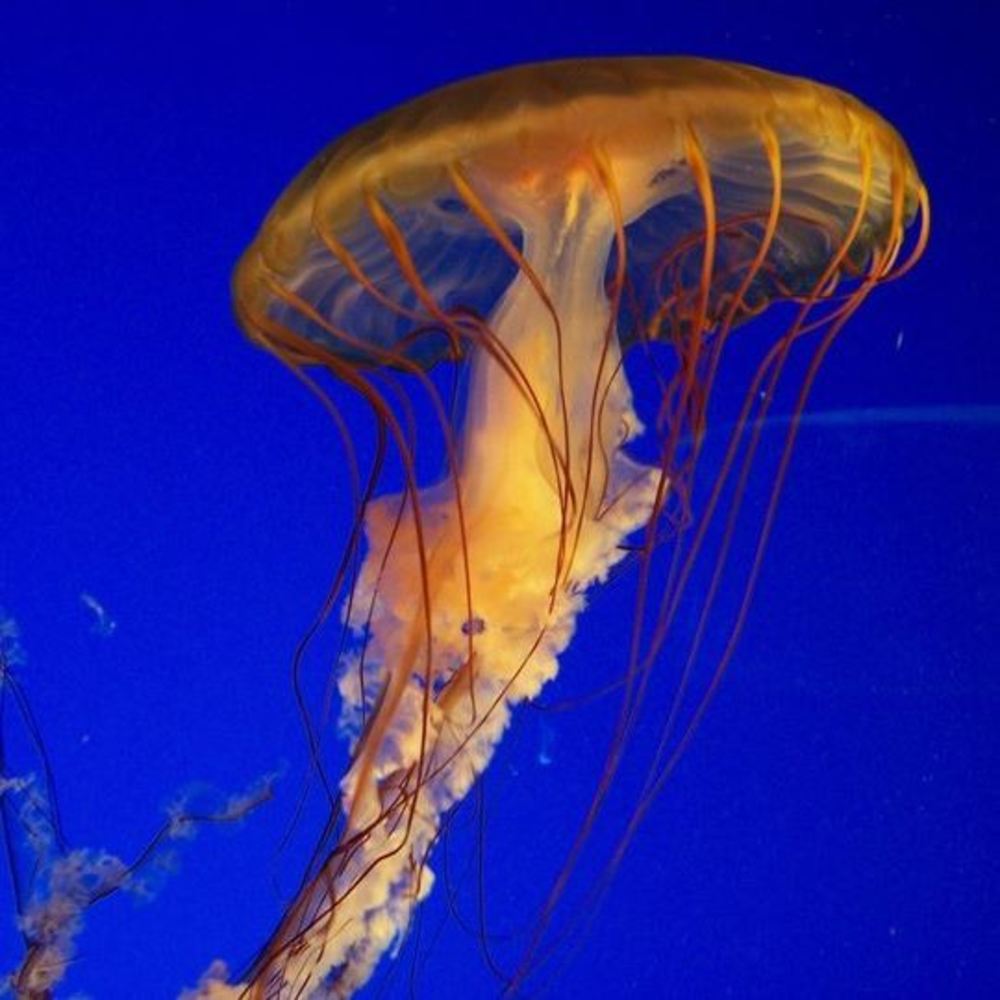 Meet your Posher, Traci